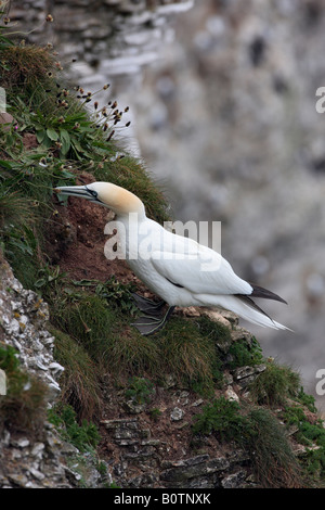 Fou de Bassan Morus bassanus à falaises de Bempton RSPB Réserver West Yorkshire Banque D'Images