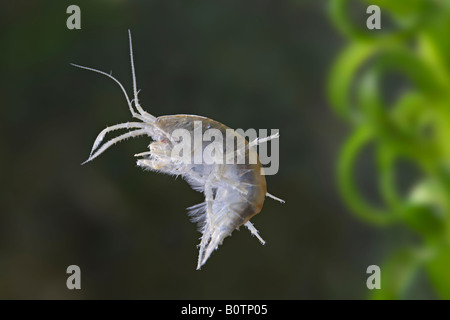 La crevette d'eau douce Gammarus pulex Bedfordshire Potton Banque D'Images