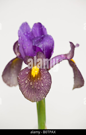 Gros plan de fleur de l'iris barbu « Beauté noire » recouverte de fines gouttelettes d'eau Banque D'Images