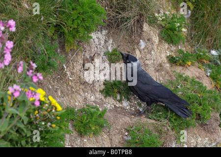 Corvus monedula choucas sur le sol à la recherche de nourriture Bempton Cliffs Yorkshire Banque D'Images
