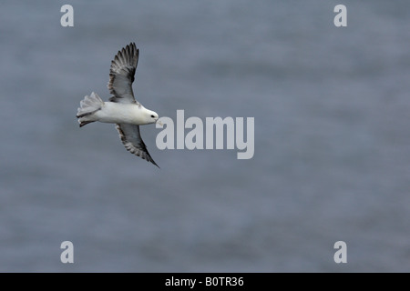 Fulmar boréal Fulmarus glacialis en vol au-dessus de la mer falaises de Bempton Yorkshire Banque D'Images