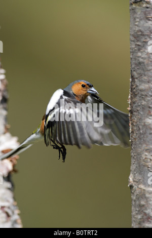 Fingilla coelebs Chaffinch planant mâle en vol dans les highlands d'Ecosse Banque D'Images