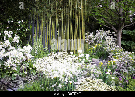 Bambou dans Daily telegraph Garden Chelsea Flower Show 2008 Banque D'Images