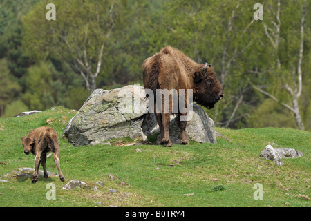 European Bison bison bonasus mère vache et veau debout ensemble sur une colline dans un champ Banque D'Images