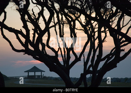 Silhouetté sur Oaks au lever du soleil à Fort Fisher State Historic Site à Kure Beach, North Carolina USA Banque D'Images