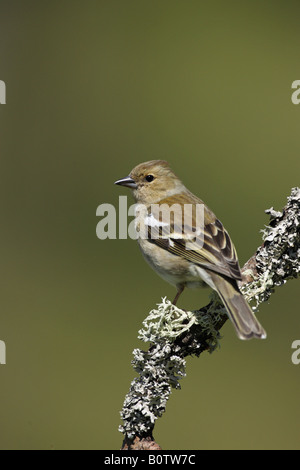 Fingilla coelebs Chaffinch femme perché sur un bâton couvert de lichens dans les highlands d'Ecosse Banque D'Images