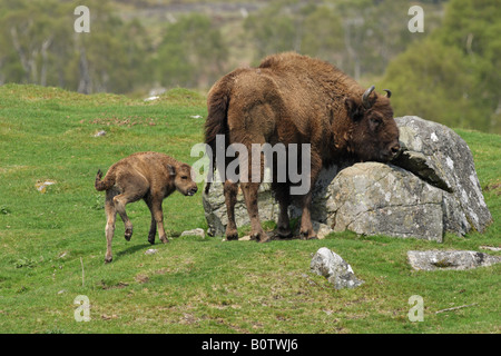 European Bison bison bonasus mère vache et veau debout ensemble sur une colline dans un champ Banque D'Images