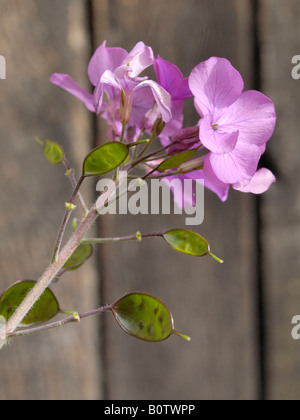 L'honnêteté fleur, Lunaria annua Banque D'Images