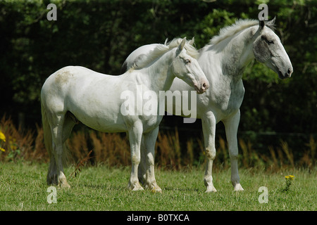 Irish Cob et irish hunter - Comité permanent Banque D'Images