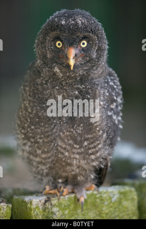 Les jeunes - Snowy Owl Nyctea scandiaca Banque D'Images