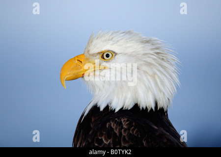 Pygargue à tête blanche - Haliaeetus leucocephalus / portrait Banque D'Images