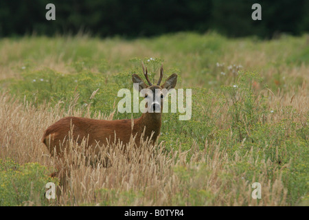 Le chevreuil Capreolus capreolus buck dans une clairière dans la forêt de Thetford Banque D'Images