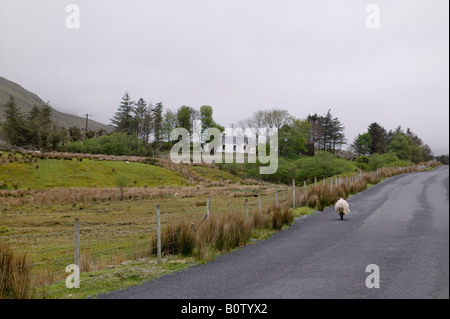 Les moutons marchant dans un chemin de campagne en Irlande Banque D'Images