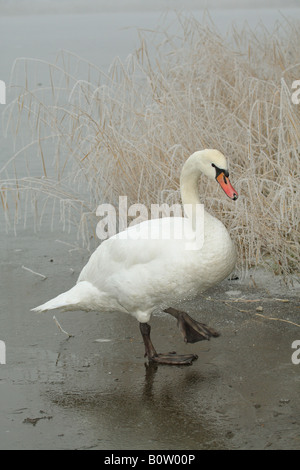 Mute swan (Cygnus olor). Les oiseaux adultes marche sur glace Banque D'Images