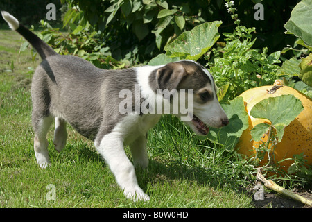 Chart Polski - puppy standing on meadow Banque D'Images