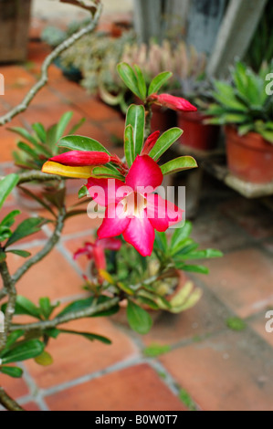Hibiscus rouge et jaune fleur tropicale dans Jardins Botaniques Andromède, Bethsabée, Barbade Banque D'Images