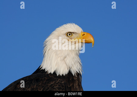 Pygargue à tête blanche - Haliaeetus leucocephalus / portrait Banque D'Images