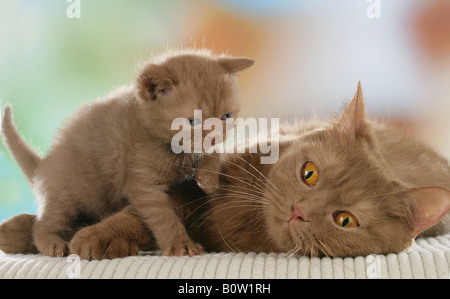 British Shorthair chat avec chaton Banque D'Images