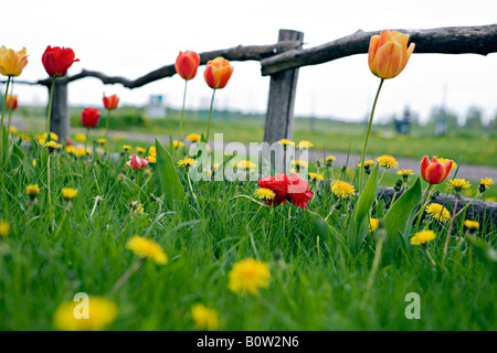 Blooming Tulip Tulipa fleurs et Taraxacum officinale pissenlit commun au jardin en bordure de ville à Valmiera Lettonie Banque D'Images