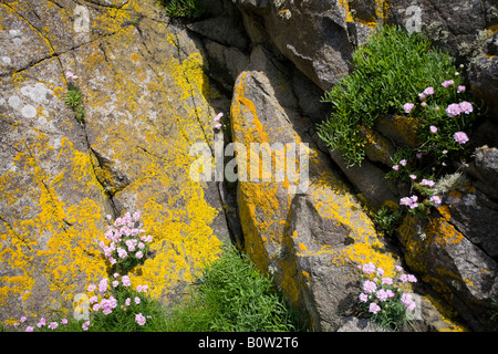 Cornish roches avec champignons jaune et rose sur eux de plus en plus d'épargne, de Cornwall, de paysage. Banque D'Images