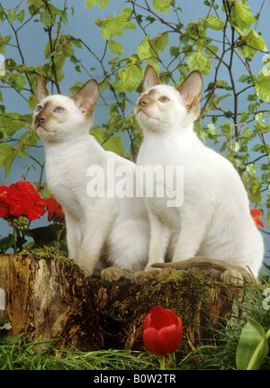 Deux chats siamois - sitting on tree trunk Banque D'Images