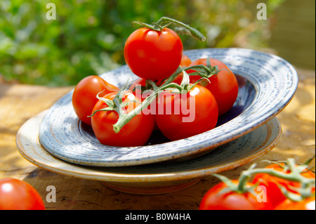 Tomates bio fraîchement cueillies sur la vigne dans un bol sur une table de jardin en bois au soleil Banque D'Images