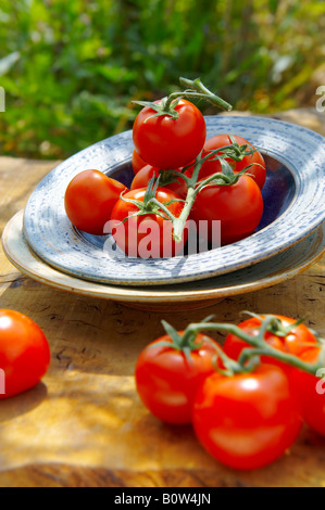 Tomates bio fraîchement cueillies sur la vigne dans un bol sur une table de jardin en bois au soleil Banque D'Images