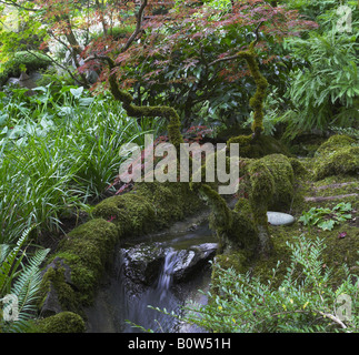 L'acquisition d'une des branches courbées de mousse au-dessus d'une petite tombe dans le jardin japonais dans le grand parc Banque D'Images