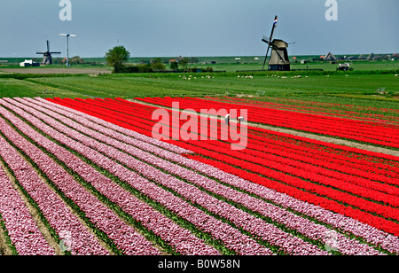 Pays-bas Hollande du Nord fleurs tulipes hollandaises bulbfields polder moulin Anna Paulowna Banque D'Images