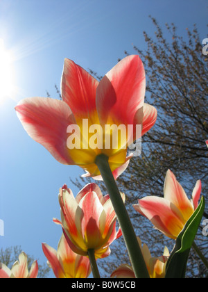 Faible niveau tourné d'une tulipe en passant au soleil Banque D'Images