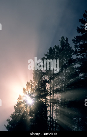 Automne Misty morning sunrise par godbeams pine tree Hayden Valley Parc National de Yellowstone au Wyoming Banque D'Images