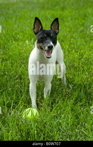 Petit chien noir et blanc (toy fox terrier) posant dans l'herbe, haletant légèrement, balle de tennis à ses pieds. Banque D'Images