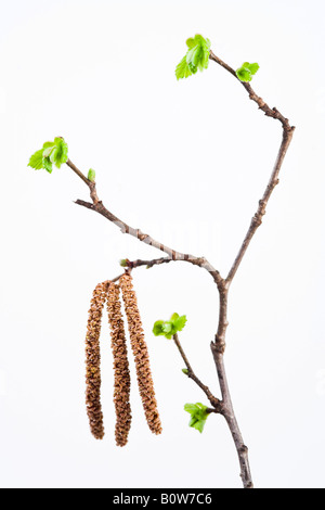 Le noisetier commun (Corylus avellana) fleurs sur une branche au printemps Banque D'Images