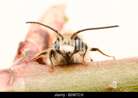 Abeille maçonne rouge (Osmia bicornis), homme Banque D'Images