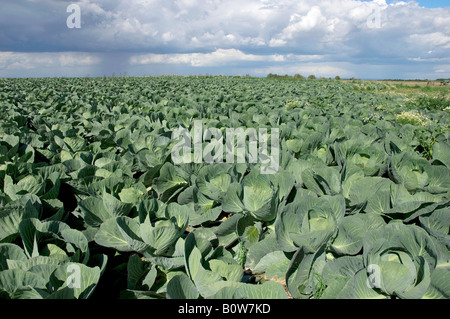 Chou sauvage (Brassica oleracea) domaine Banque D'Images