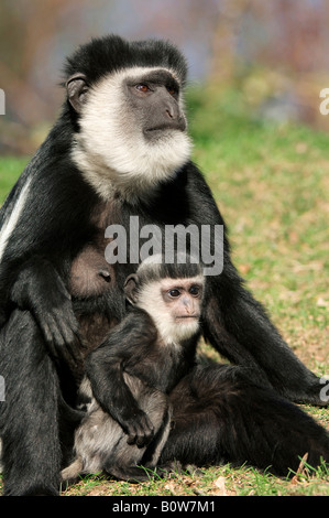 Manteau femme Guereza, l'est le noir et blanc (Colobus guereza Colobus) avec de jeunes Banque D'Images