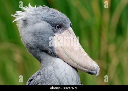 Shoebill, Whalehead ou dirigés par des Baleines Stork (Balaeniceps rex) Banque D'Images