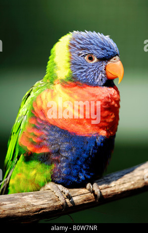 Rainbow Lorikeet ou les Grives à Blue Mountain Lory (Trichoglossus haematodus moluccanus) Banque D'Images