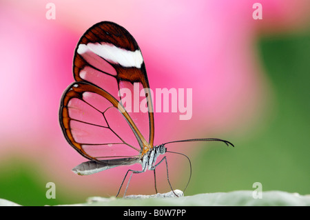 Glasswing ou en verre - aile de papillon (Greta oto) Banque D'Images