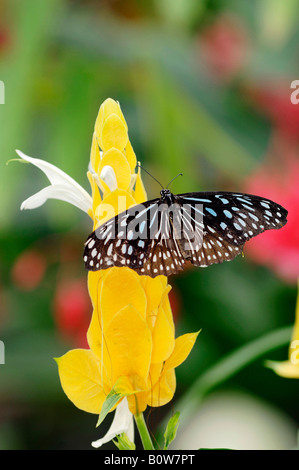 Dark Blue Tiger Moth (Tirumala septentrionis) Banque D'Images