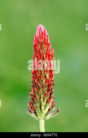 Trèfle rouge (Trifolium rubens) Banque D'Images