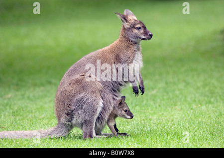 Red-necked Wallaby (Macropus rufogriseus), avec de jeunes femmes ou joey dans pouch Banque D'Images