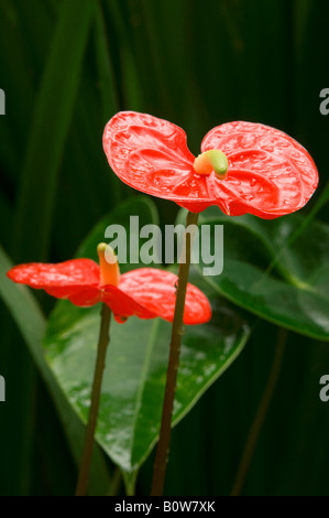 (Anthurium andreanum Anthurium) Banque D'Images