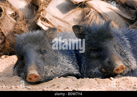 Pécari à collier (Tayassu tajacu ou Javelina) Banque D'Images