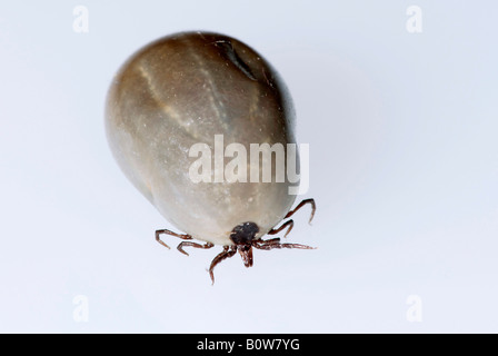 Tique européenne de ricin ou d'Ovins tick (Ixodes ricinus), l'engorgement Banque D'Images