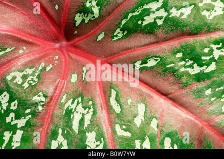 L'oreille de l'éléphant (Caladium bicolor), feuilles Banque D'Images