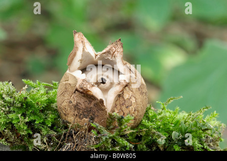 Collier Earthstar mushroom (Geastrum triplex) Banque D'Images