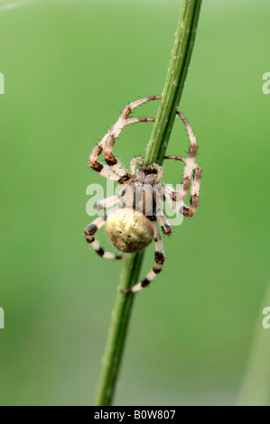 Orb Weaver Spot quatre ou Fourspotted Orbweaver (araignée Araneus quadratus) Banque D'Images