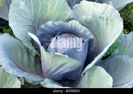 Chou rouge ou bleu Kraut (Brassica oleracea var. rubra) Banque D'Images