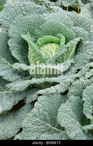 Chou (Brassica oleracea var. sabauda) Banque D'Images